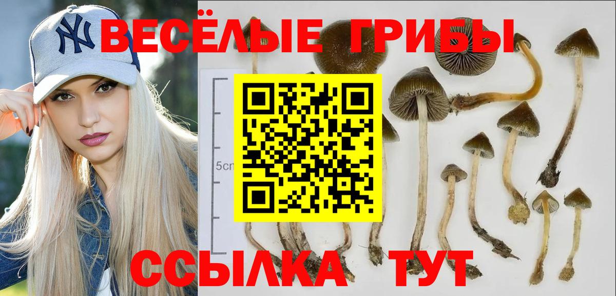 Псилоцибиновые грибы Psilocybine cubensis  Галлюциногенные грибы Magic Shrooms  Гай  Вход с VPN 